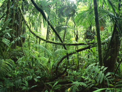 Brain in The jungle
